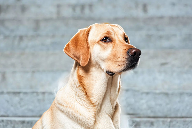 拉布拉多犬好養(yǎng)嗎？看完它的優(yōu)缺點(diǎn)你就知道了