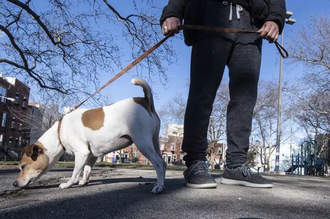 文明養(yǎng)犬知多少？切記做到“寵愛”有方~